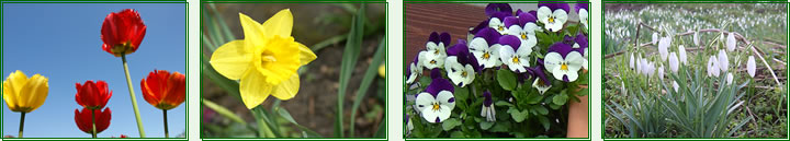 Narzissen, Hyazinthen, Stiefmtterchen, Mini Violen, Schneeglckchen