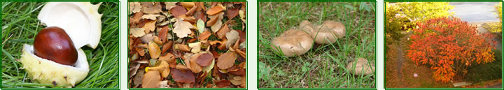 Astern, Chrysanthemen und Heide warten nur darauf, Sie und Ihren Garten in Herbststimmung zu versetzen.
