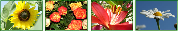 Sie verleiht Balkonen, Terrassen und Rabatten ein sommerliches Flair und erfreut jeden Blumenliebhaber.